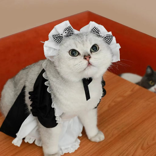 LOS GATOS SE TRANSFORMAN EN LINDOS VESTIDOS DE PRINCESA