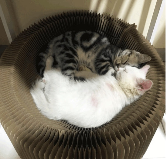 TABLA RASCADORA DEFORMADA PARA GATOS