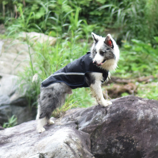 IMPERMEABLE REPELENTE AL AGUA PARA PERROSg