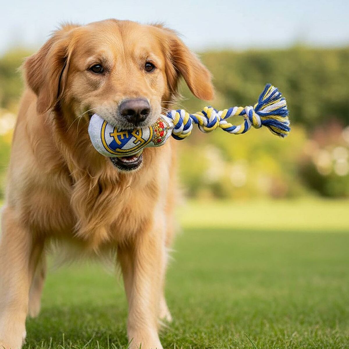 V2H230F88C2B1C820950154E22A4089E585R7165606P2